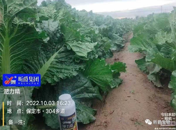昕爵淝力精