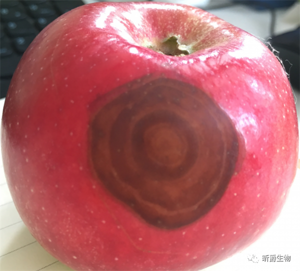 苹果轮纹病