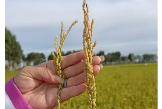 水稻使用淝力精结穗饱满