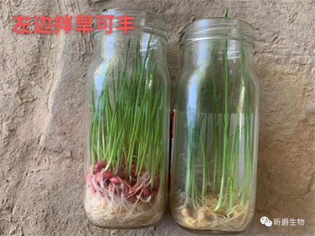 小麦要增产拌种是关键，拌种就选旱可丰小麦拌种剂