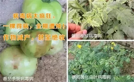 “植物癌症”病毒病，用昕爵新缉·毒效果好