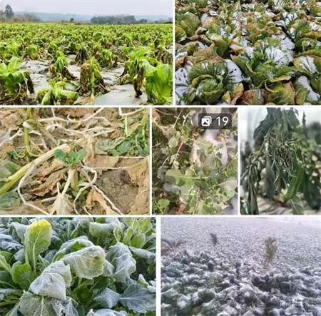 大到暴雪！最深积雪10厘米！24日起，河南大部将出现寒潮