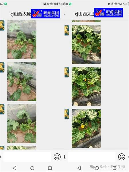 昕爵新缉·毒：作物病毒病的救星，守护绿色农业的利器