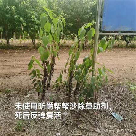 除草助剂帮帮沙，顽固性杂草一遍杀