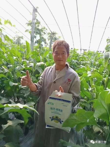 预防作物土传性病害，就用昕爵哈茨·紫孢菌
