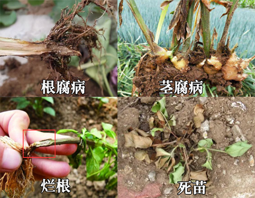 植物死苗烂根怎么办？当然是用昕爵逆生601