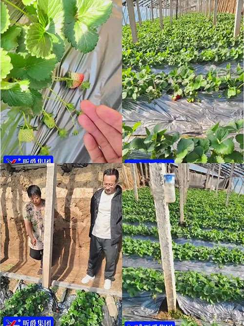 昕爵草莓红中柱根腐防治方案