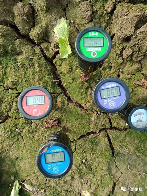 土壤盐渍化，快用昕爵菌肥e稼